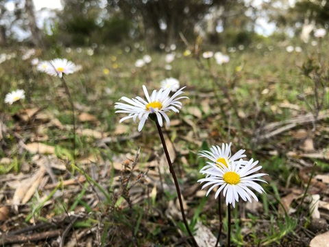 Allittia-uliginosa_Wet-heath-Daisy.jpg