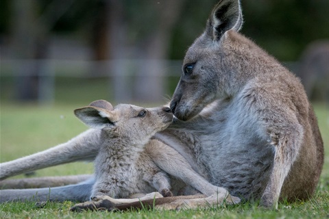 Australia-Day.jpg